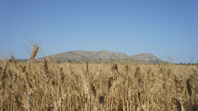 El ‘blat dels faraons’ ja estava domesticat