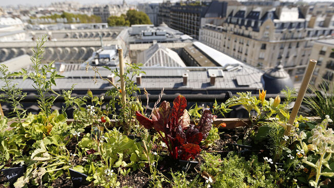 París està construint l’hort urbà més gran del món